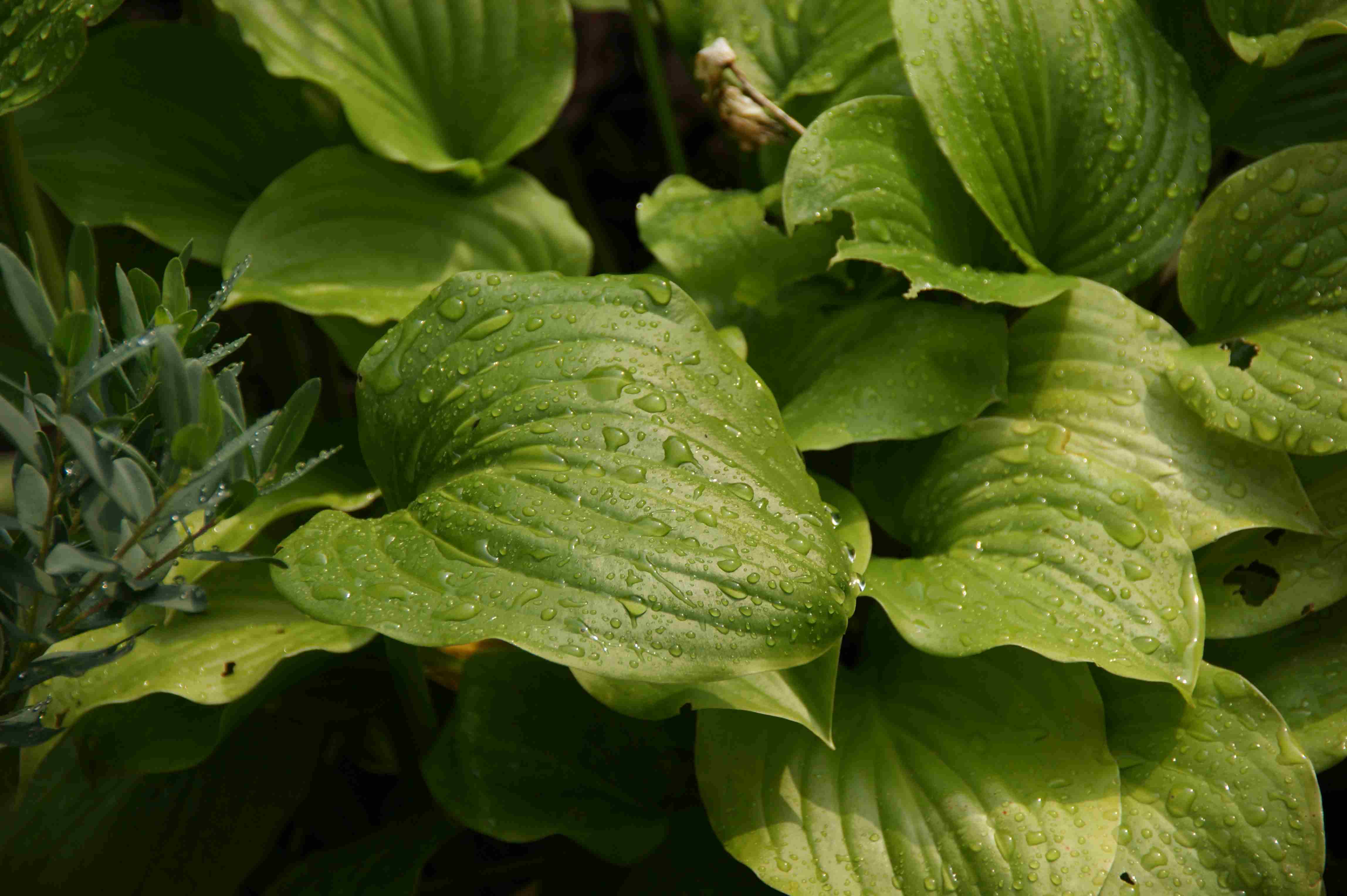 p_feuille_jardin